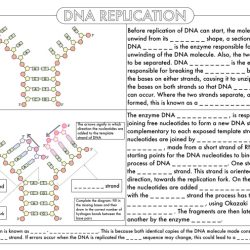 From dna to protein worksheet