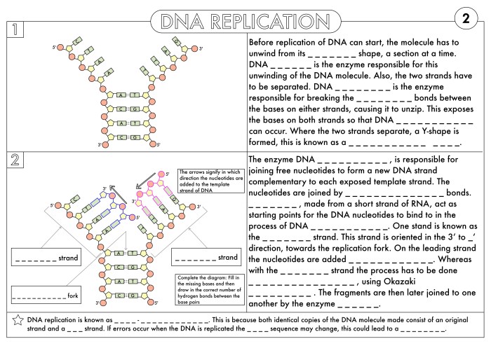 From dna to protein worksheet