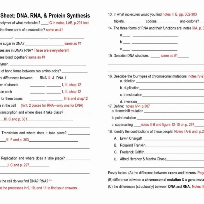 From dna to protein worksheet