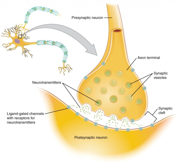 Match each neural component with its role in synaptic transmission.