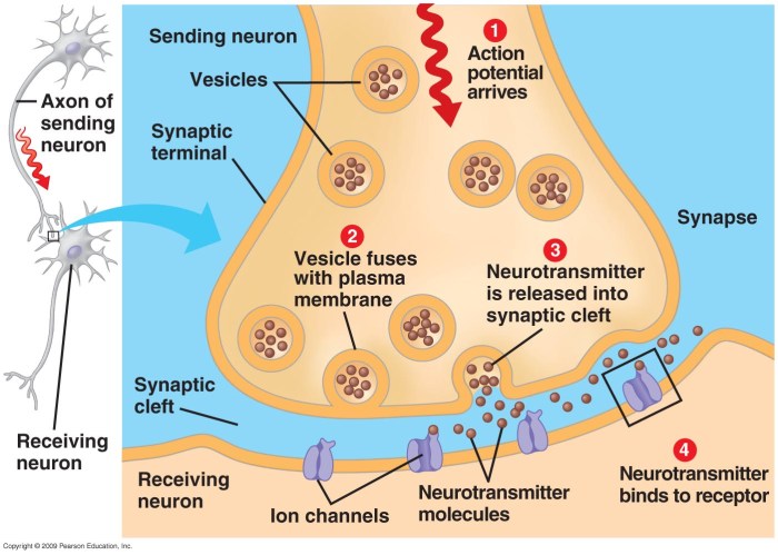 Synapse tripartite neuron synaptic neurotransmitter glutamate cleft astrocyte glutamatergic eduard rappold