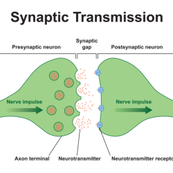 Synapse neuron neurons ions sodium neurotransmitters physiology membrane axon presynaptic synapses identify ion depolarization gated channels communicate signals nervous ca2