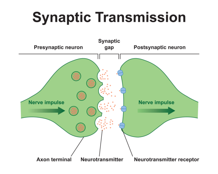 Synapse neuron neurons ions sodium neurotransmitters physiology membrane axon presynaptic synapses identify ion depolarization gated channels communicate signals nervous ca2