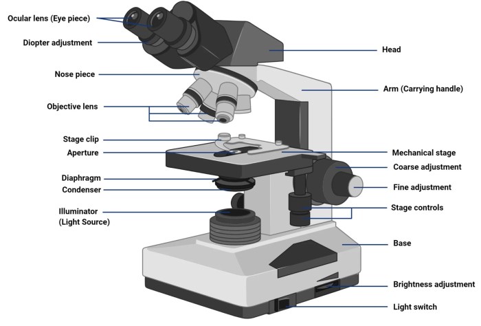 Labeled diagram of a compound light microscope