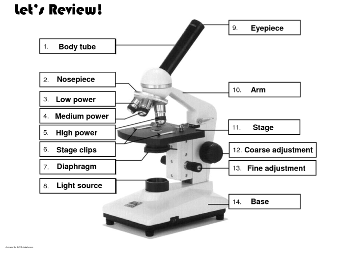 Labeled diagram of a compound light microscope