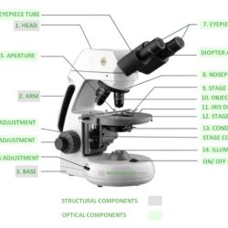 Microscope compound function biology class experiments microscopes handbook wikispaces labeling