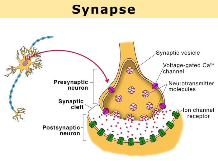 Match each neural component with its role in synaptic transmission.